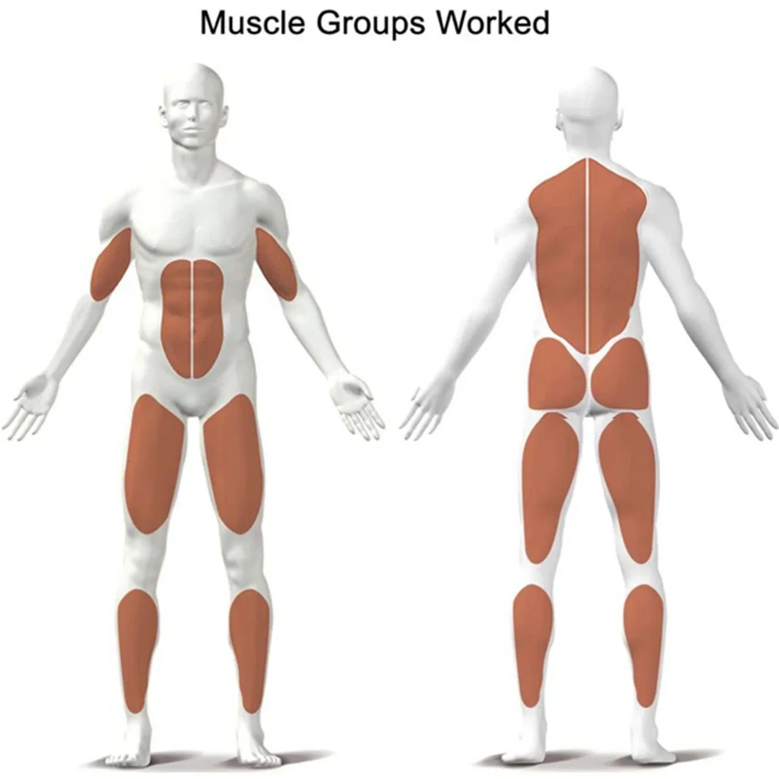 Kettler Dortmund S1 Muscle Groups